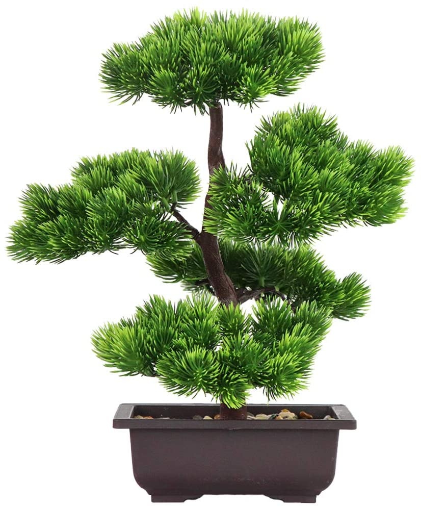 Japanese Pine Bonsai Plant for - مراجعة Victory Home Decor وسعره