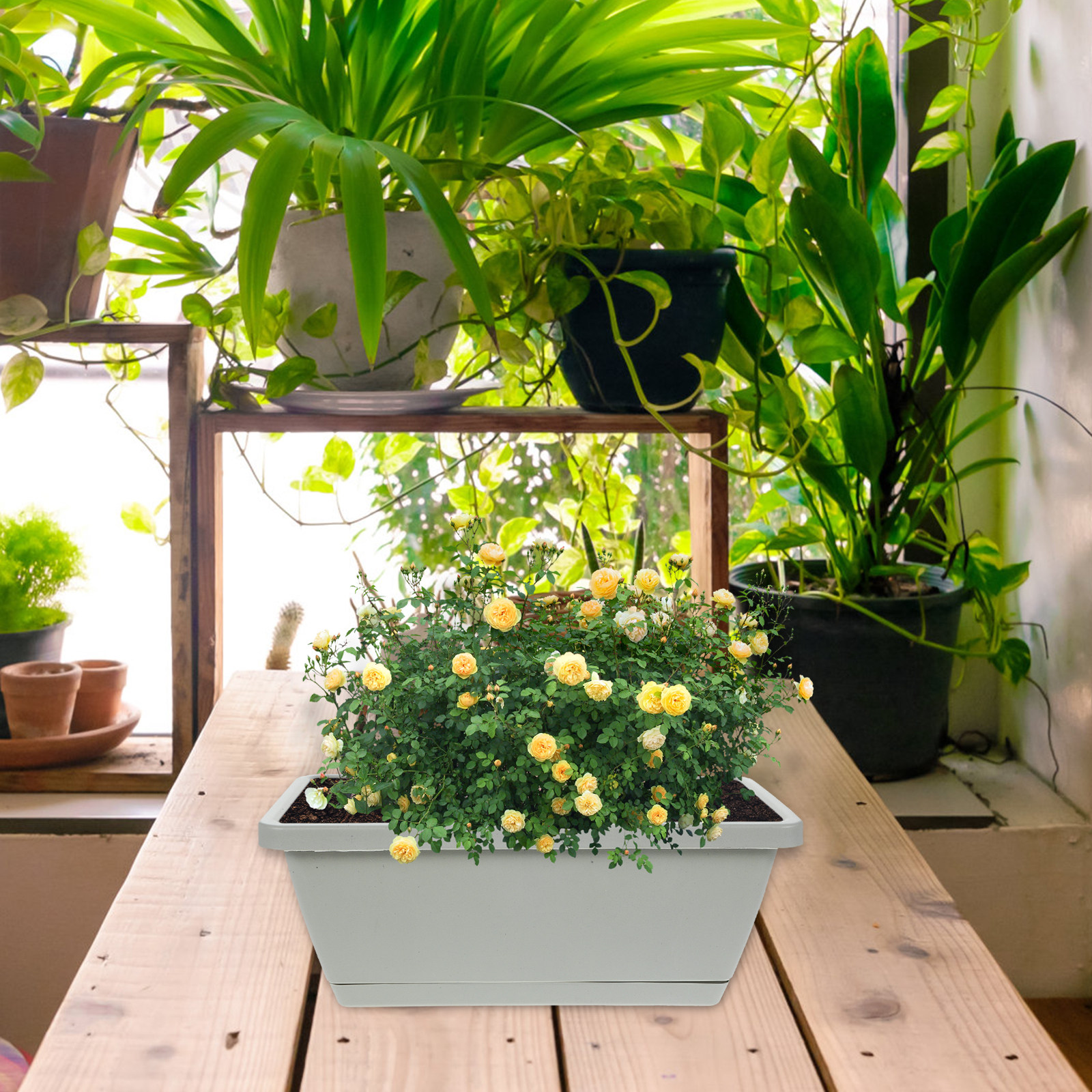 4Pcs Plastic Window Box Plante - مراجعة Succulent Planter Pot وسعره