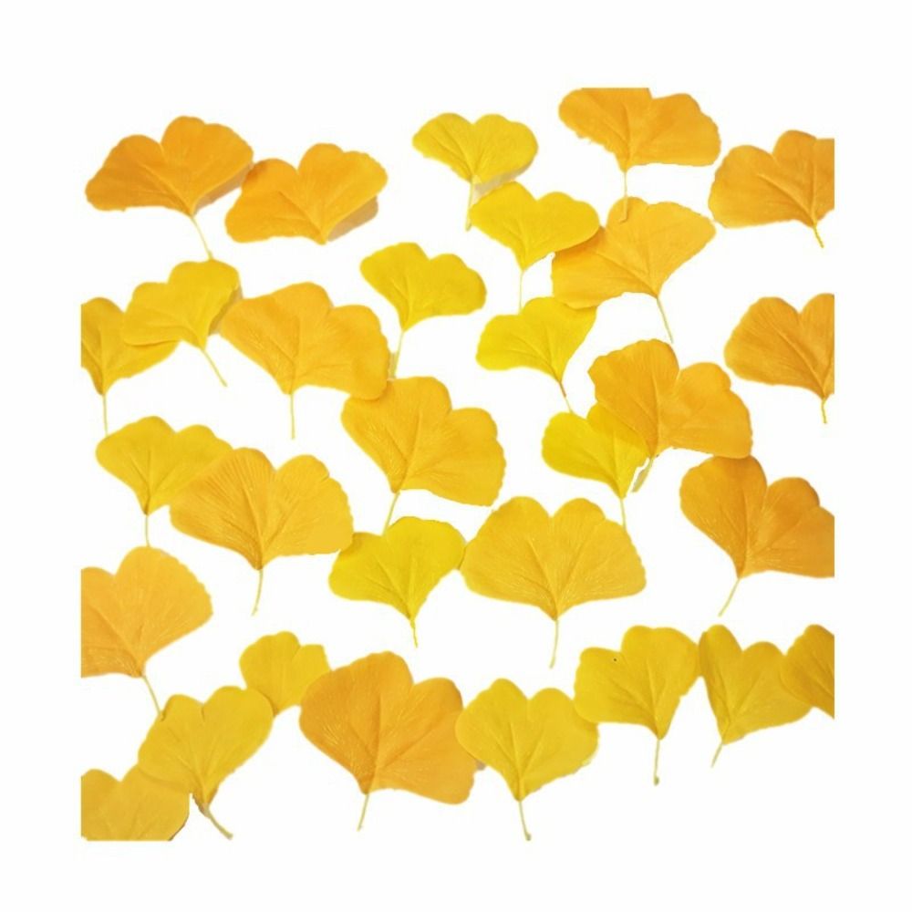 100PCS Artificail Ginkgo Leave - مراجعة Victory Home Decor وسعره
