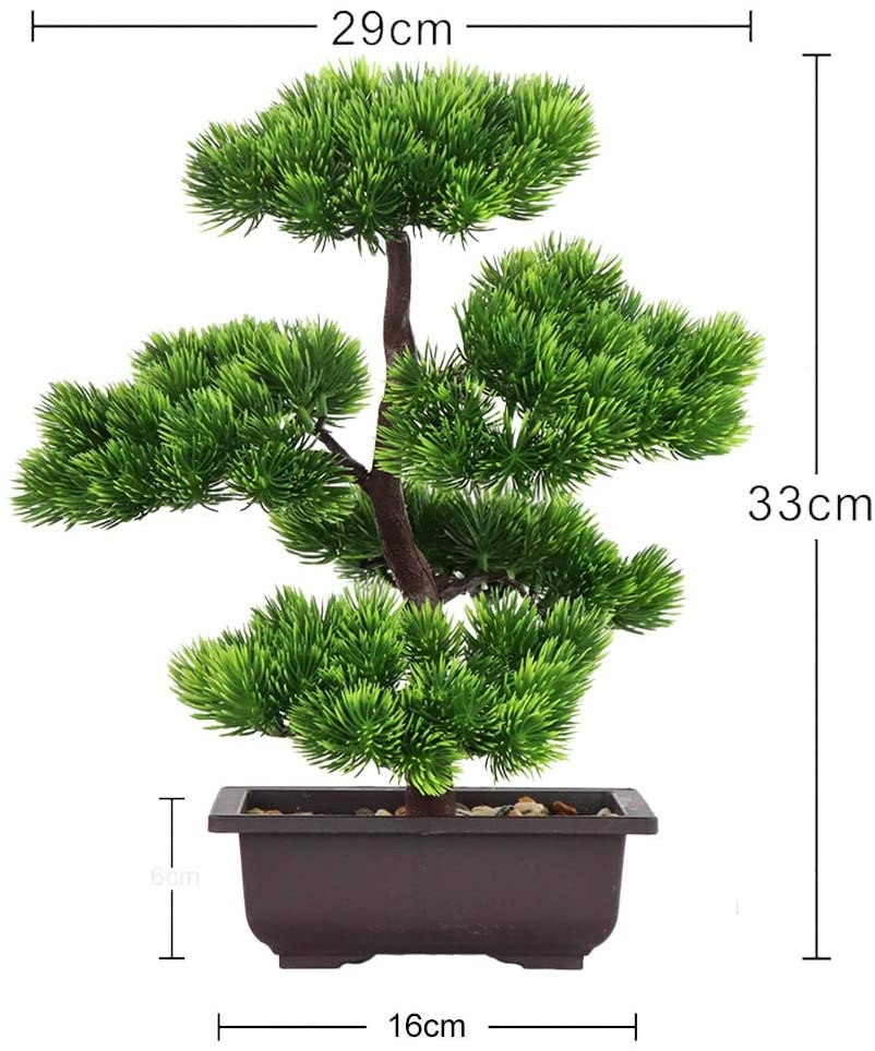 Japanese Pine Bonsai Plant for - مراجعة Victory Home Decor وسعره