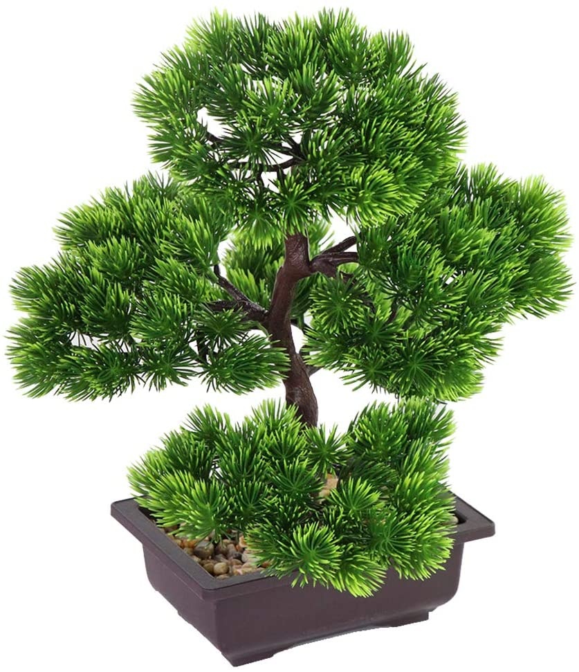 Japanese Pine Bonsai Plant for - مراجعة Victory Home Decor وسعره