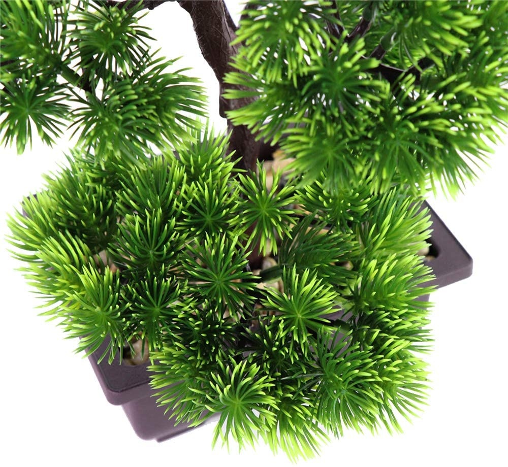 Japanese Pine Bonsai Plant for - مراجعة Victory Home Decor وسعره
