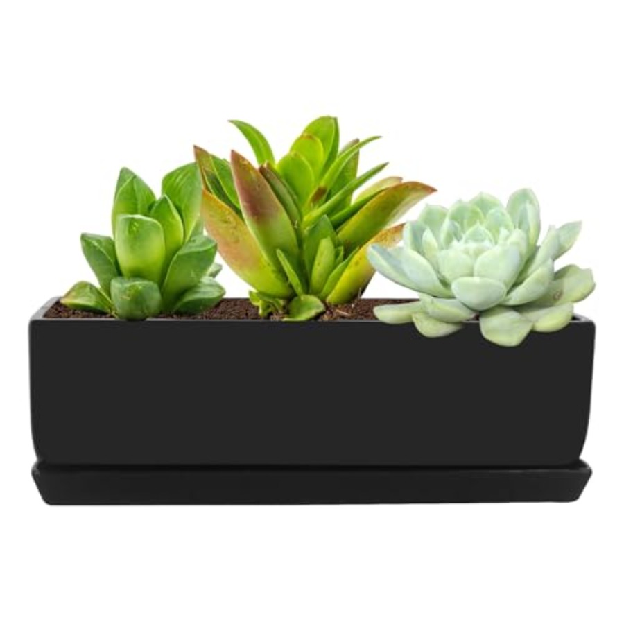 Rectangular Modern Minimalist  - مراجعة Succulent Planter Pot وسعره