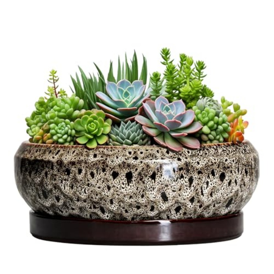 Succulent Pots - Ceramic Bonsa - مراجعة Succulent Planter Pot وسعره