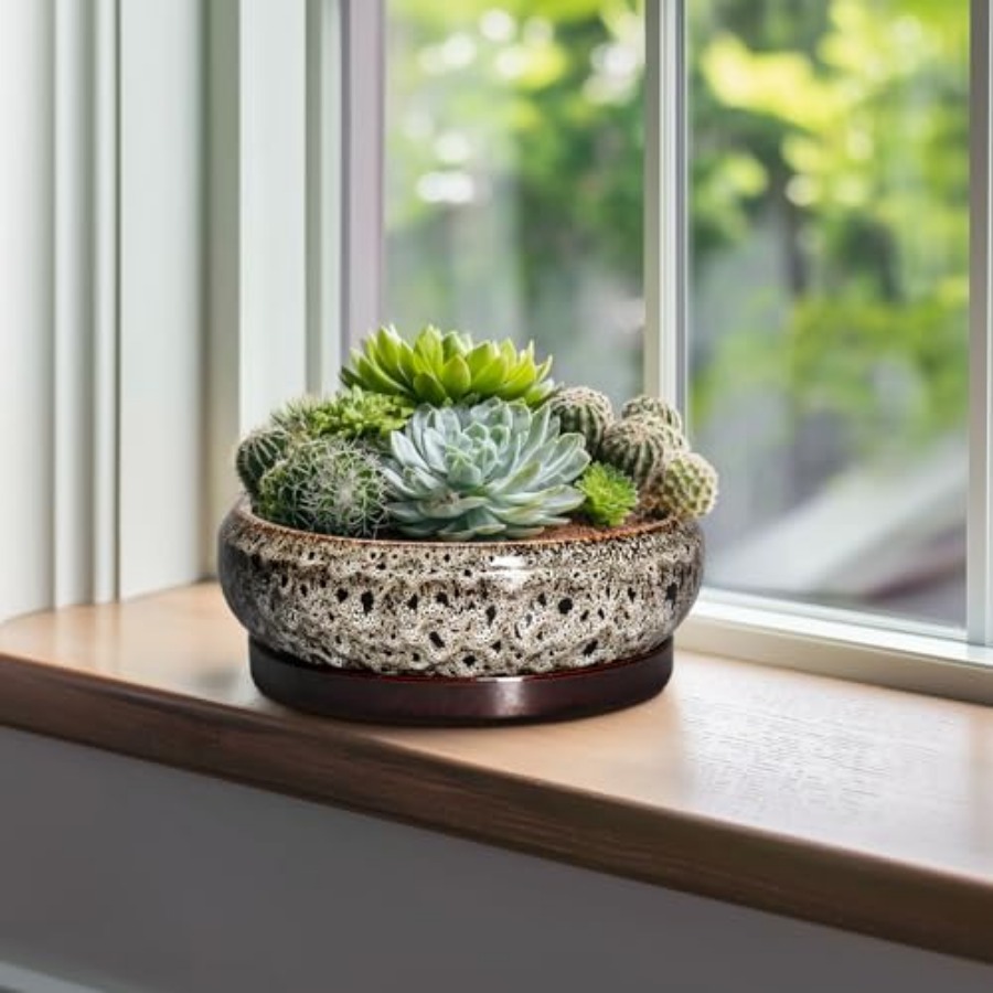 Succulent Pots - Ceramic Bonsa - مراجعة Succulent Planter Pot وسعره