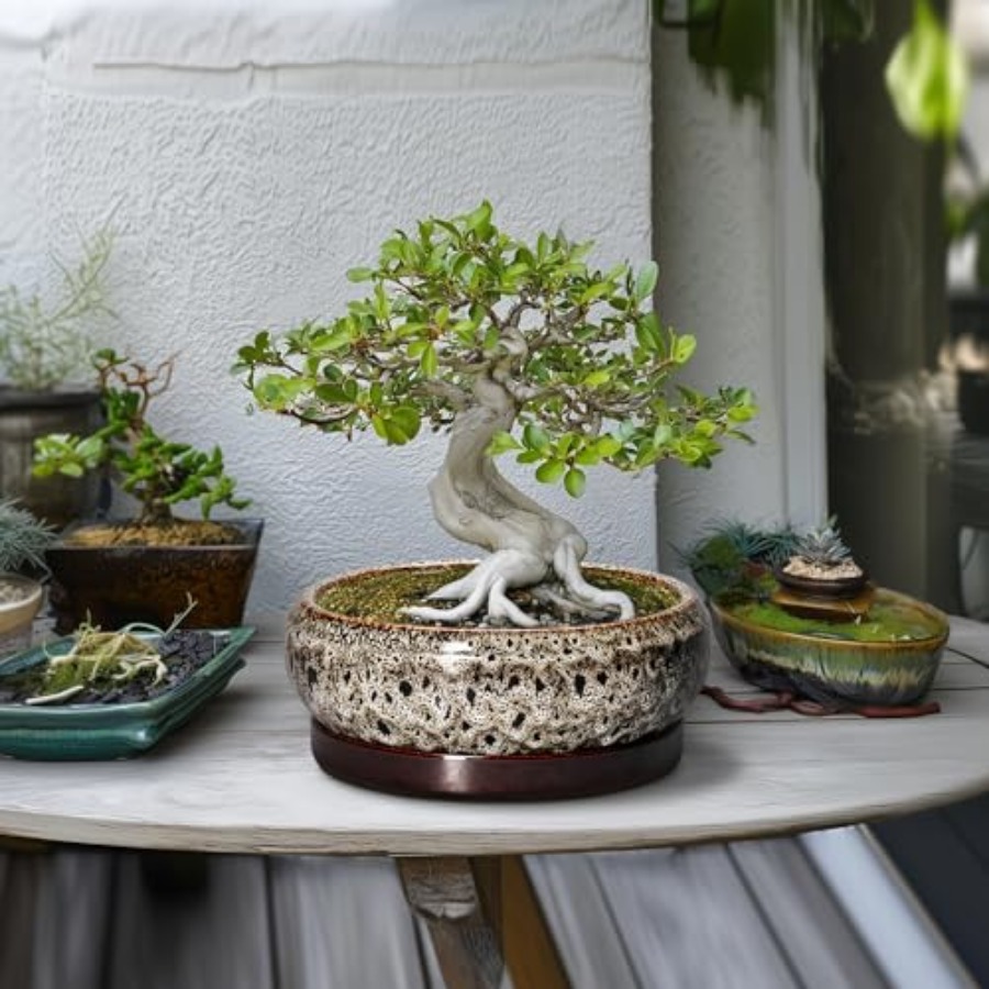 Succulent Pots - Ceramic Bonsa - مراجعة Succulent Planter Pot وسعره