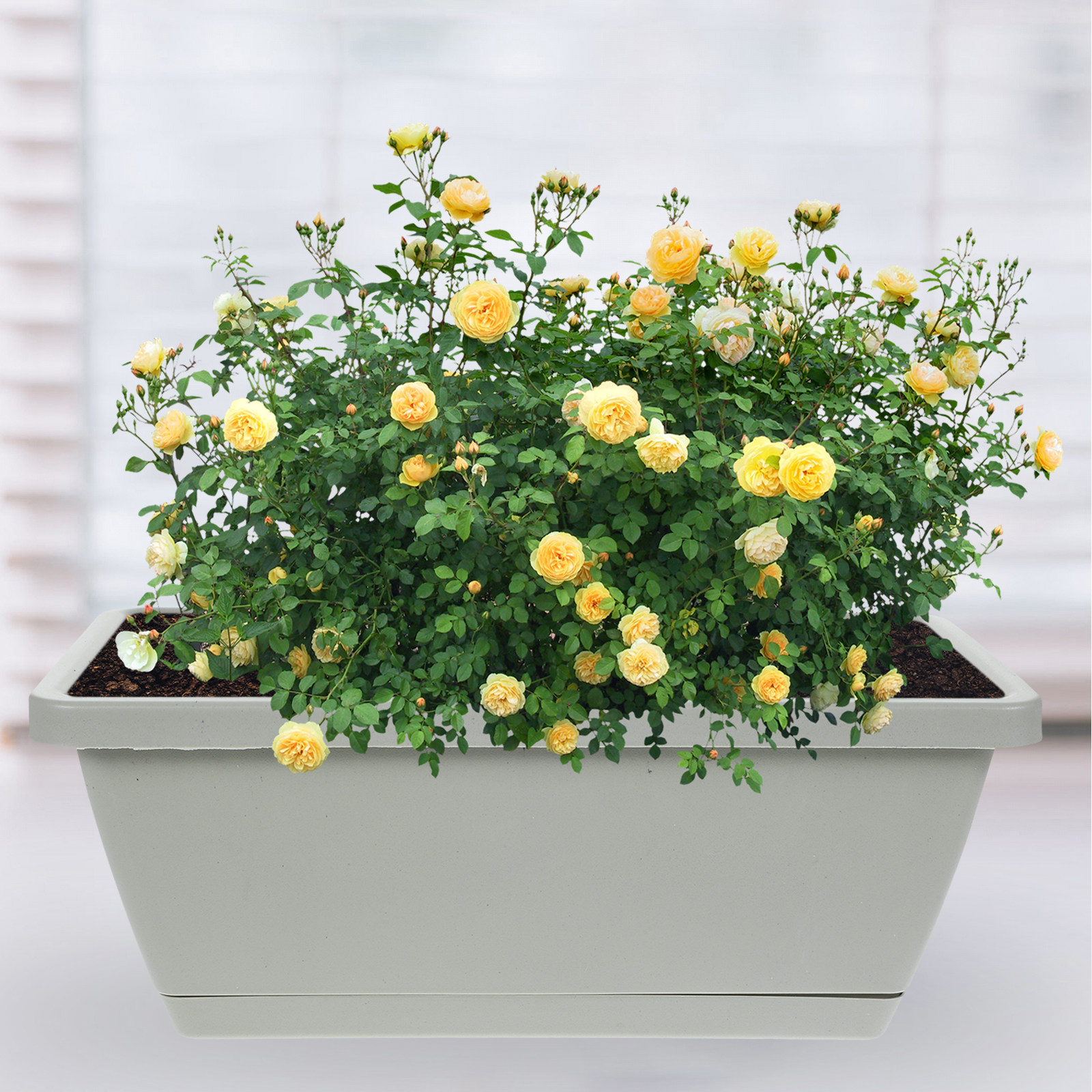 4Pcs Plastic Window Box Plante - مراجعة Succulent Planter Pot وسعره